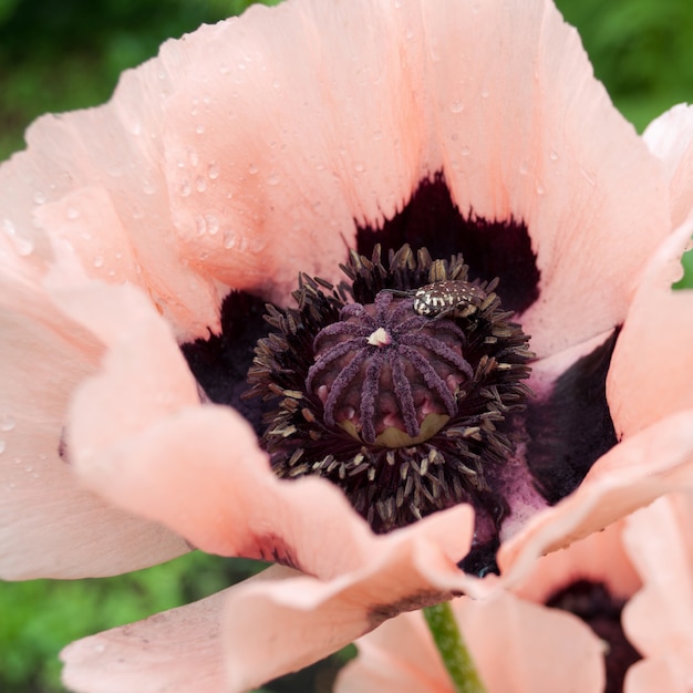 Foto papavero rosa