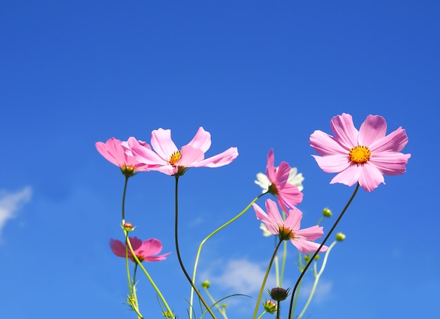 Pink cosmos on blue sky background