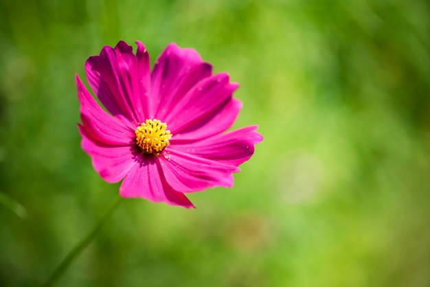 ピンクのコスモスの花