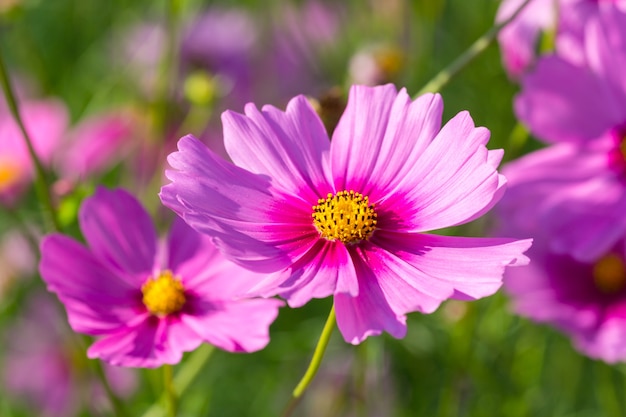 Fiore rosa cosmo che fiorisce nel campo