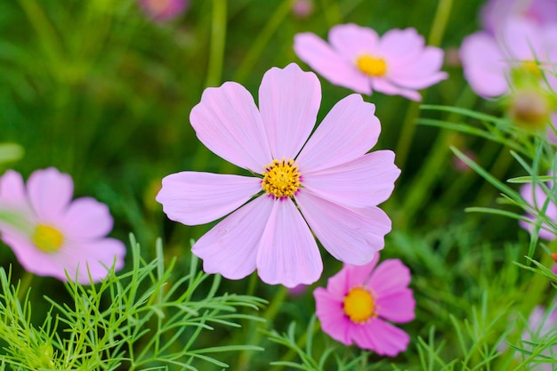 Pink cosmos flower (Cosmos Bipinnatus) background