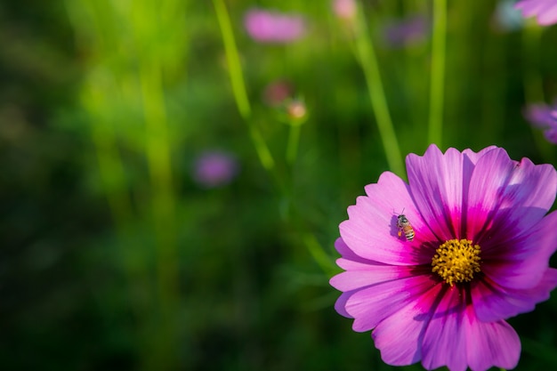 Foto fiore rosa dell'universo (cosmos bipinnatus) che fiorisce nel giardino con l'ape