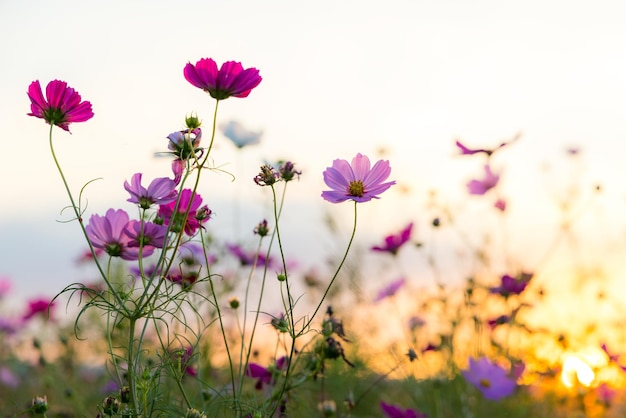 Pink cosmos flower in cosmos field