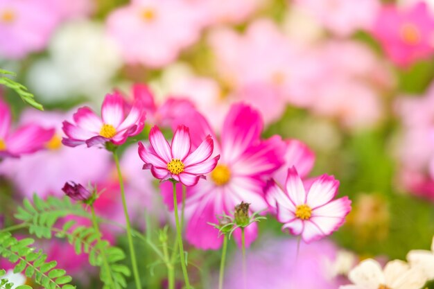 Pink cosmos flower in cosmos field