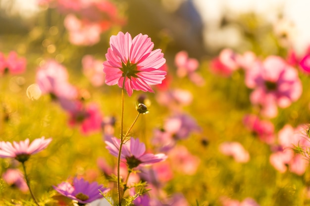 ピンクのコスモス畑の花