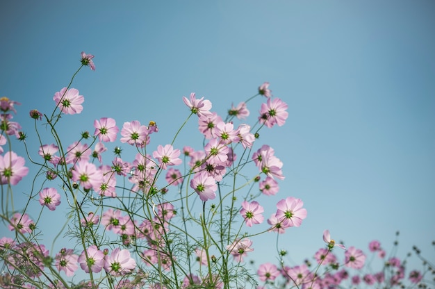 Pink cosmos flower field