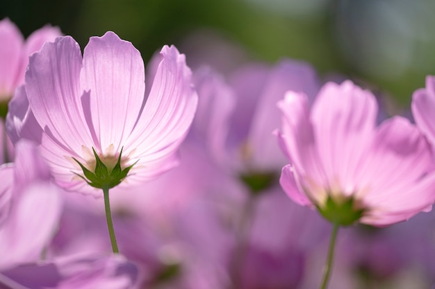 pink cosmos flower in the field.