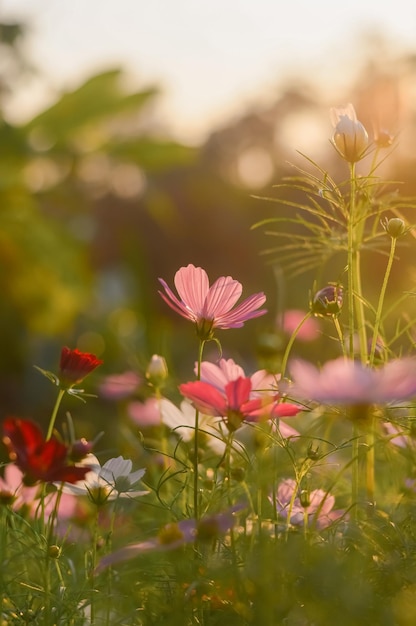 日没時間のある庭のピンクのコスモスの花