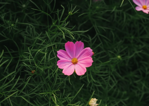 Pink cosmos flower in the garden