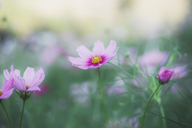 庭のピンクのコスモスの花