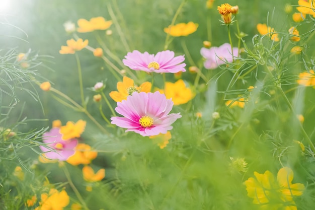 정원에서 핑크 코스모스 꽃