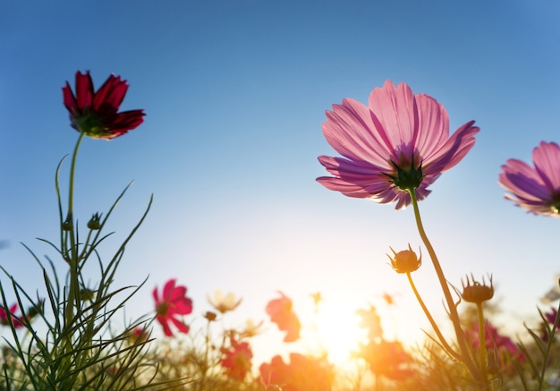 写真 青い空にピンクのコスモスの花