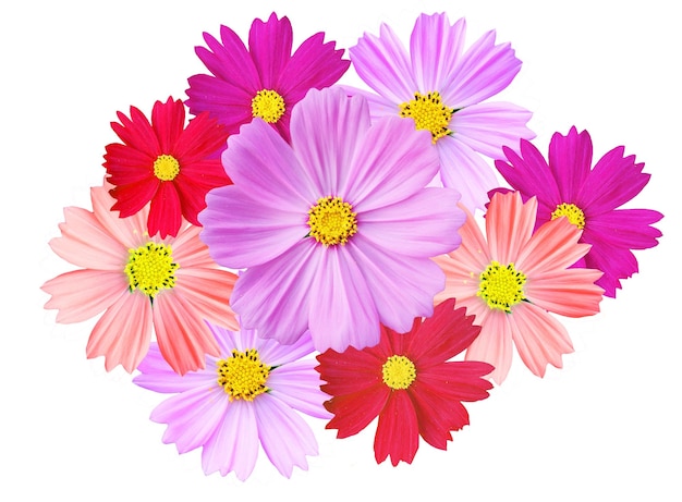 Pink Cosmos flower isolated on white background Cosmos flower is an ornamental plant