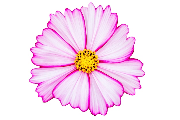 Photo pink cosmos flower isolated on white background