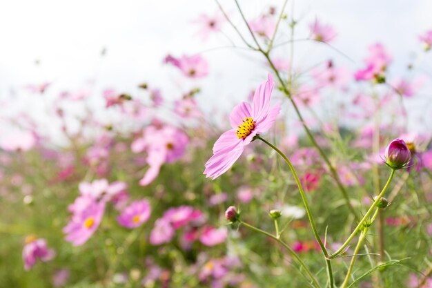 ピンクのコスモスの花の牧草地