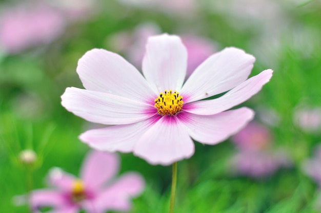 Pink cosmos flower with defocused background soft tones