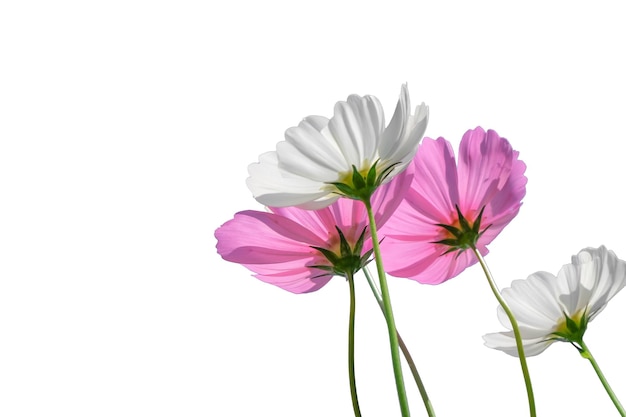 Photo pink cosmos flower