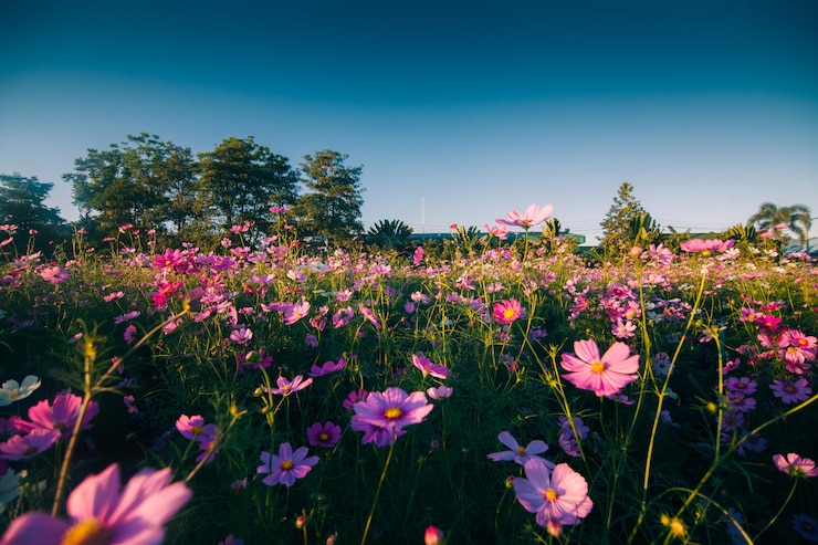 Photo pink cosmos flower