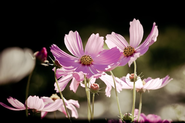 Photo pink cosmos flower