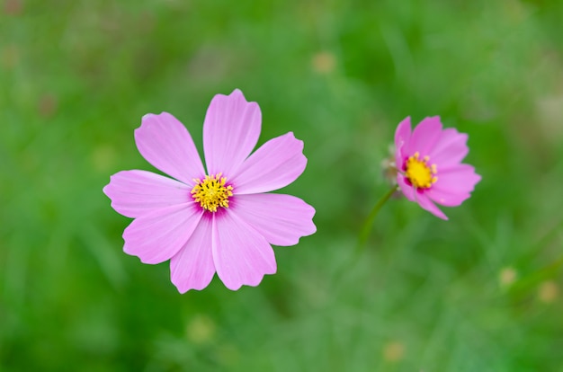 ピンクのコスモスの花