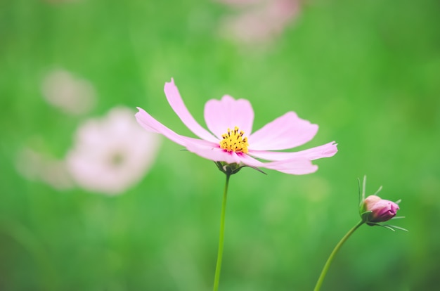 ピンクのコスモスの花