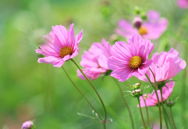 ピンクのコスモスの花