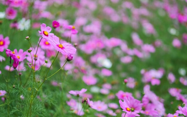 庭に咲くピンクのコスモスの花