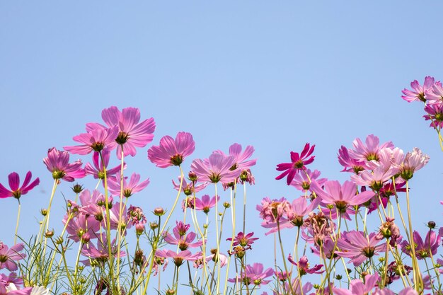 Foto i fiori rosa del cosmo in piena fioritura