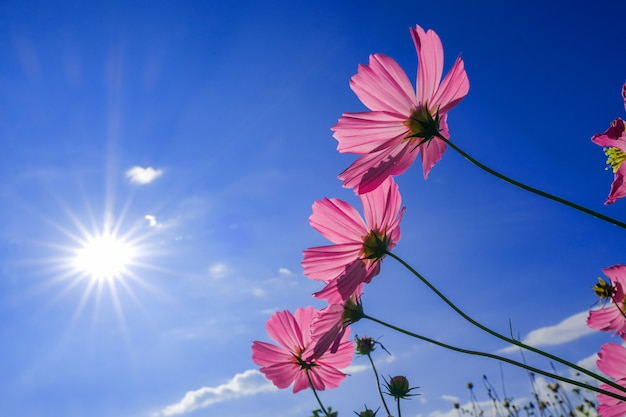 朝の暖かい日光に対してピンクのコスモスの花の庭