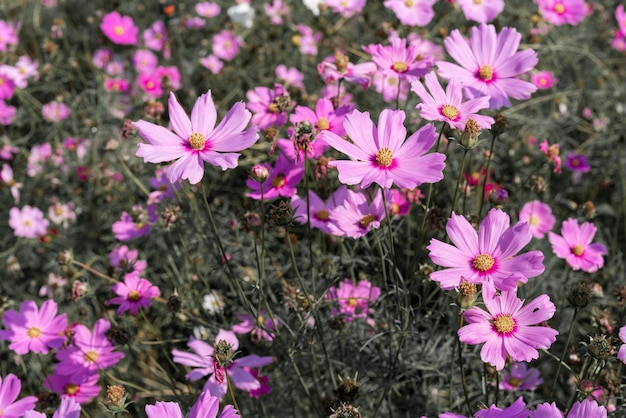 배경 정원에서 꽃의 핑크 코스모스