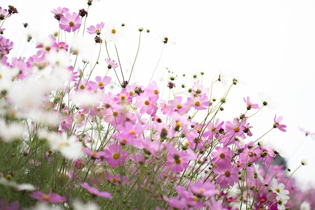 庭のピンクのコスモスの花がクローズアップ