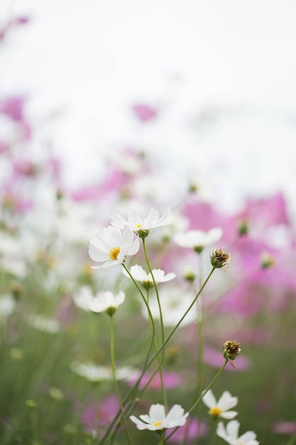 庭のピンクのコスモスの花がクローズアップ