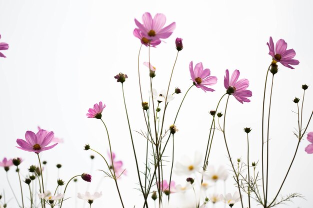 정원에서 핑크 코스모스 꽃을 닫습니다.