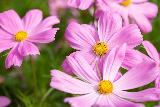 Pink cosmos flowers in the garden