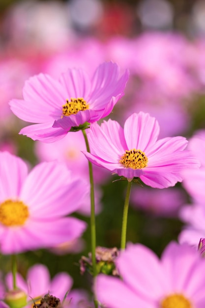 Pink cosmos flowers in the garden