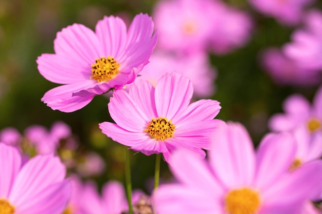 Pink cosmos flowers in the garden