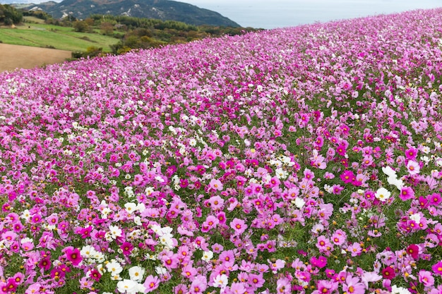 ピンクのコスモス庭園の花