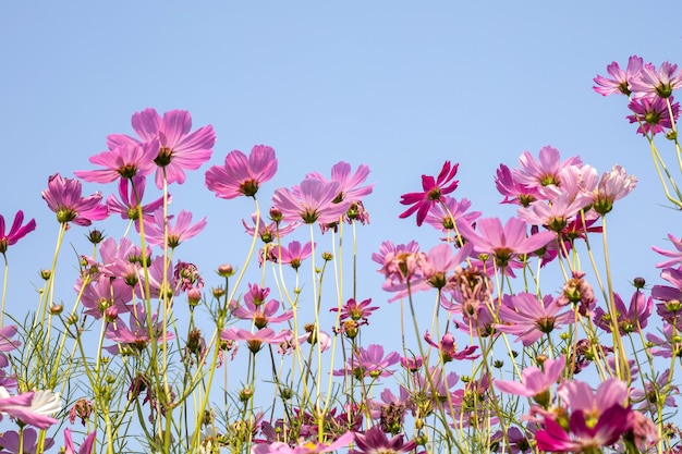 写真 ピンクの宇宙の花が満開にいています