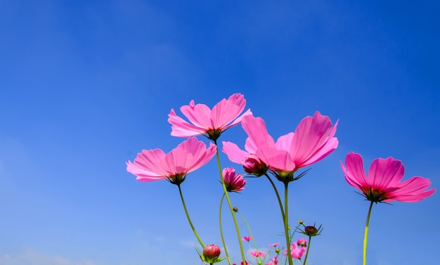 写真 青空と雲の背景とピンクのコスモスの花