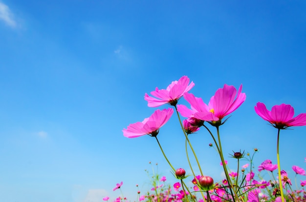 青空と雲の背景とピンクのコスモスの花