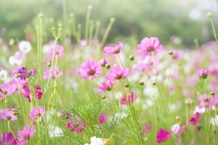 Photo 自然のコスモス畑にピンクのコスモスの花。鮮度と背景のコンセプトです。