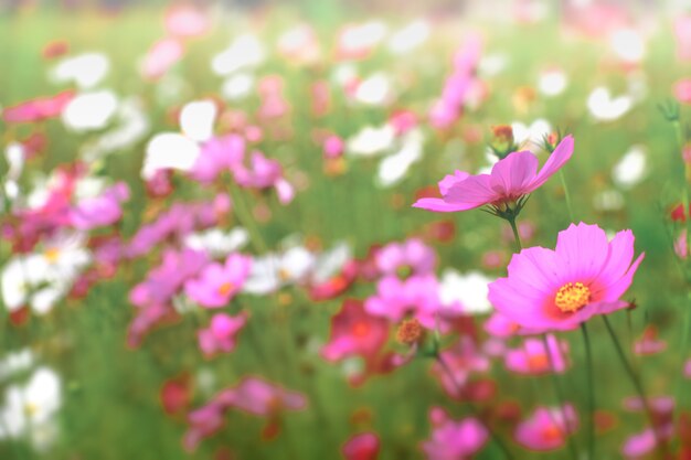 천연 코스모스 분야와 함께 핑크 코스모스 꽃. 신선도 및 배경 개념입니다.