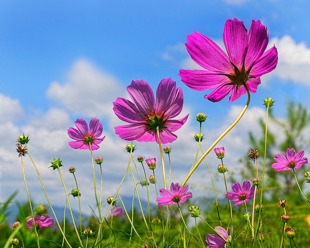 Pink cosmos flowers with sky background macro photography