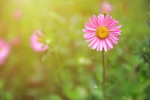 ピンクのコスモスの花