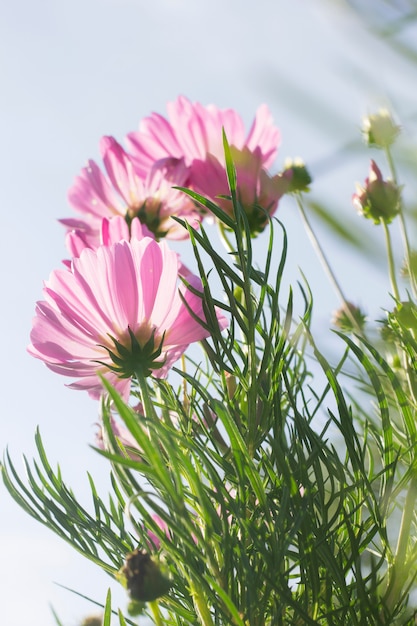 Pink cosmos in garden , winter