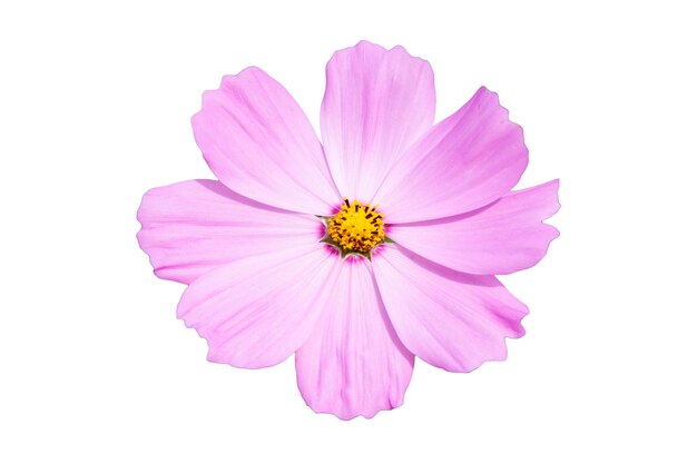 Photo pink cosmos isolated on white background