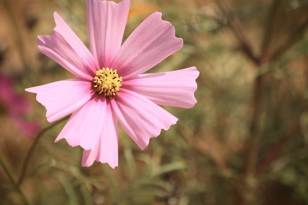 Photo pink cosmos in tropical