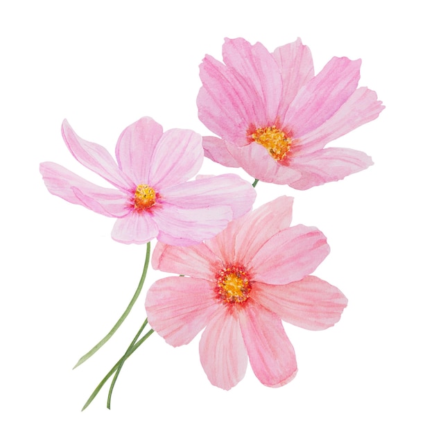 Pink cosmos watercolor illustration hand drawn botanical painting floral sketch colorful flower clip