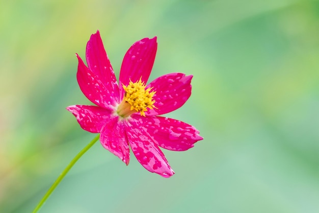 Foto il cosmo rosa con la goccia di rugiada