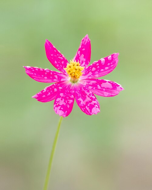 Foto il cosmo rosa con la goccia di rugiada